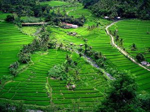 Jatiluwih Tour